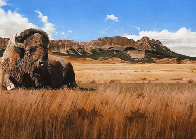 Sawtooth Buffalo